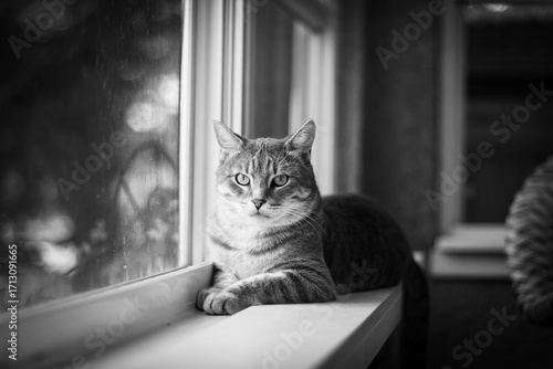 Cat on window