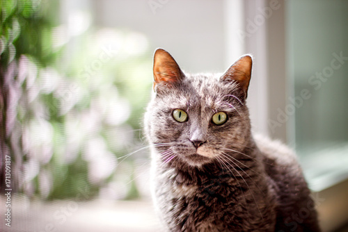 cat on the window sill