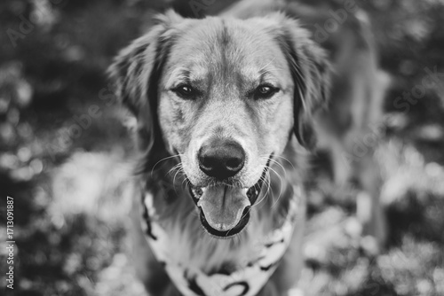 golden retriever portrait