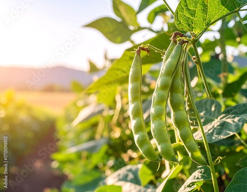 Green beans growing in a field at sunset