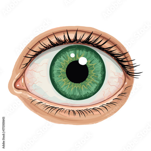 Exploring the intricacies of the human eye digital illustration artistic study detailed anatomy. Vector illustration