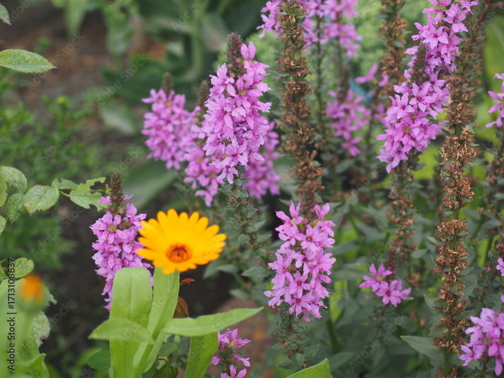 Obraz premium purple and yellow flowers