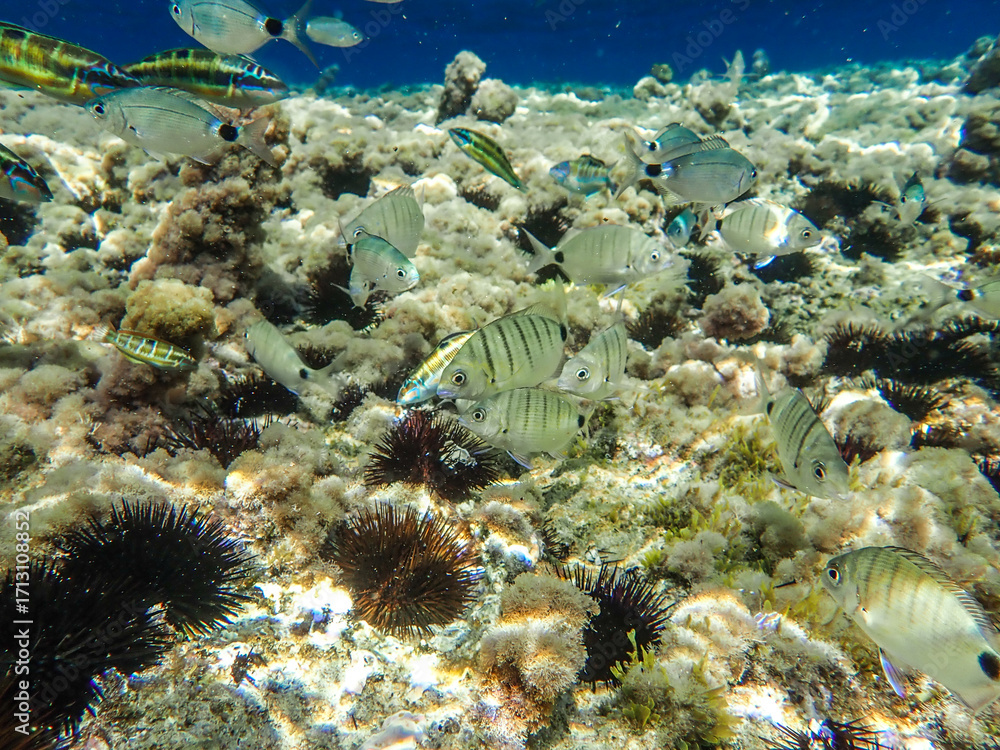 Obraz premium School fish swimming in blue sea water tropical under water. Scuba diving adventure in mediterranean sea. Fishes in underwater wild animal world, Coral and fish, underwater world wide angle view.