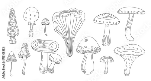 Forest edible mushrooms set yellow boletus, honey fungus vector illustration, seasonal autumn doodle outline drawing healthy vegetarian diet ingredient for menu design, hand drawn image