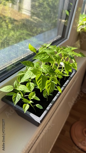 Paprikapflanzen selbst gezogen – Jungpflanzen-Anzucht auf der Fensterbank