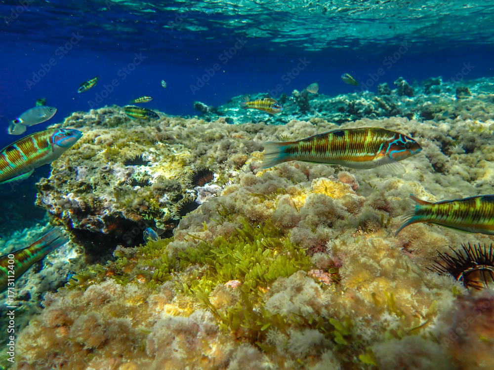 Fototapeta premium Ocean blue underwater with sunrays, Underwater Sea Deep Water Abstract Sunshine, sea wave , clean waters in summer time, Natural underwater seascape, sand on ocean floor and water surface with sunligh