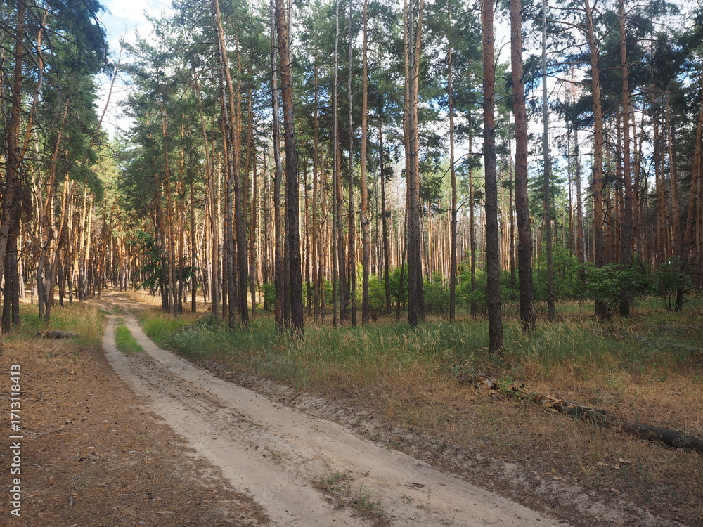 Fototapeta premium road in the woods