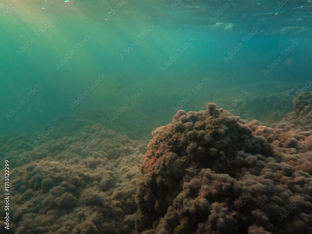 Obraz premium Ocean blue underwater with sunrays, Underwater Sea Deep Water Abstract Sunshine, sea wave , clean waters in summer time, Natural underwater seascape, sand on ocean floor and water surface with sunligh