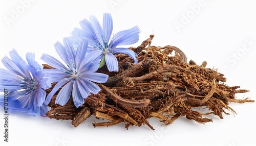 Dry Roots Of Chicory And Three Cichorium Flowers Isolated On White Background