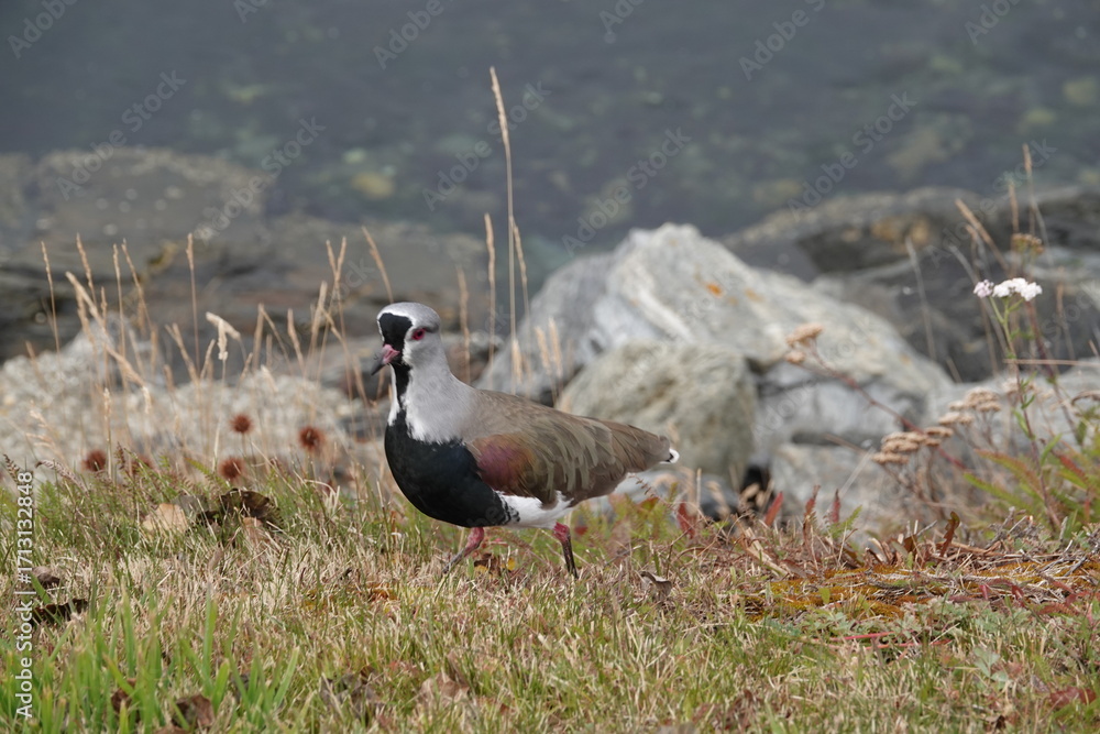 Εκτύπωση καμβά Southern Lapwing Along Beagle Channel, Tierra del Fuego, Argentina