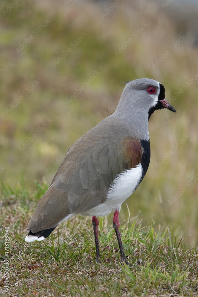 Fototapeta premium Southern Lapwing Along Beagle Channel, Tierra del Fuego, Argentina