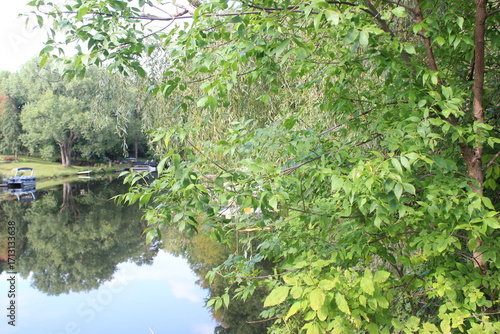 pond in the park