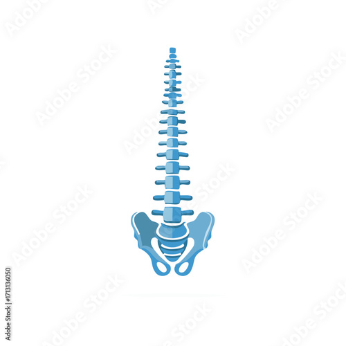 Human spine anatomy illustration, vertebral column, pelvis bones concept