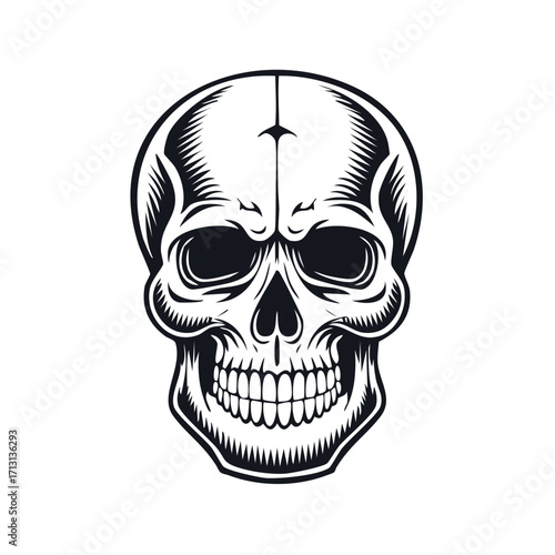 Detailed Skull Illustration Monochrome Anatomical Vector Art