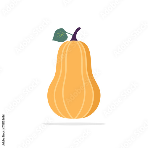 Butternut squash illustration with stem and leaf, vector graphic design.