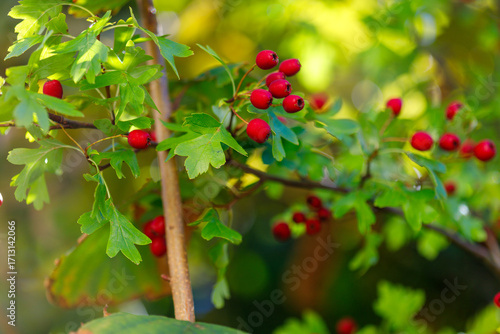 Hawthorn Branch with Red Berries and Green Leaves