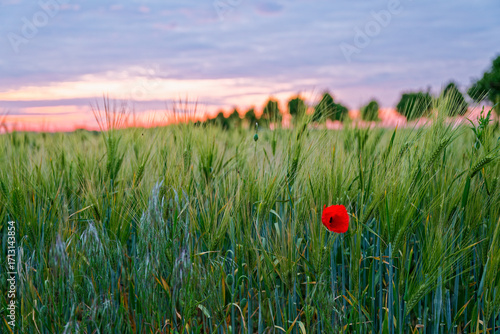 Green wheat field with one red poppy and violet sunset