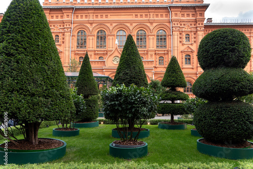 Beautifully trimmed topiary trees with geometric shapes in a green garden courtyard against the State Historical Museum in center of Moscow