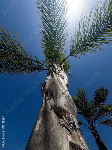 Upward view of a tall palm tree with green fronds under bright sunlight against a clear blue sky. Tropical summer background symbolizing vacation, relaxation, exotic travel and paradise island