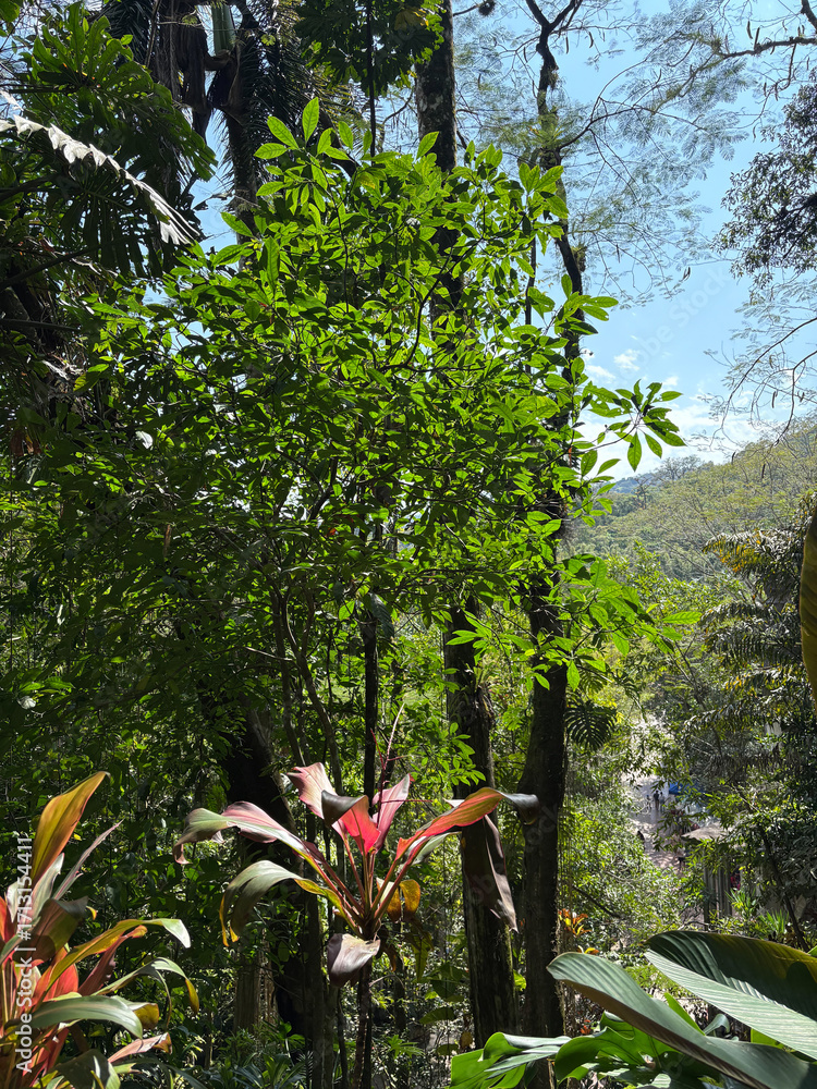 Fototapeta premium Jungle landscape with mountains in the background