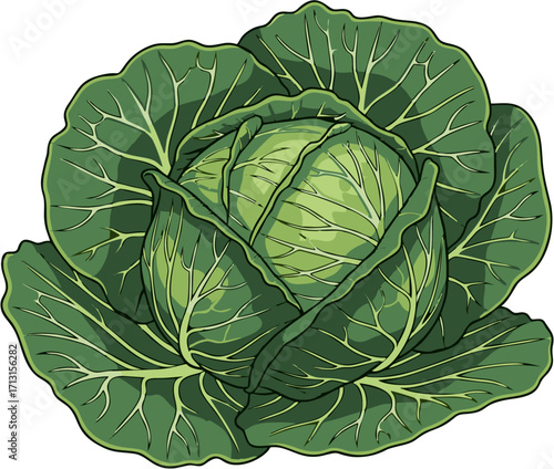 A vibrant illustration of a fresh green cabbage, perfect for healthy eating and cooking concepts