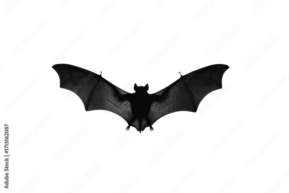Fototapeta premium Silhouette of a bat with wings spread wide.