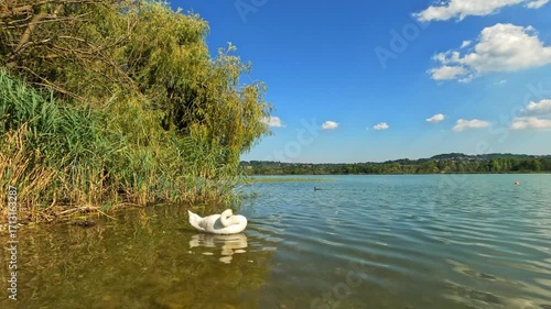 lonely swan on the bank of the reeds