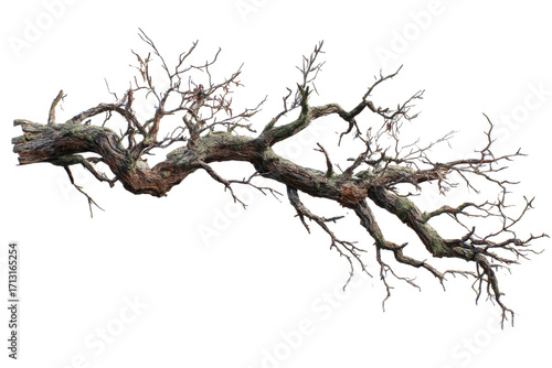 A large, gnarled, and weathered leafless tree branch with intricate twigs, isolated against a plain white background.