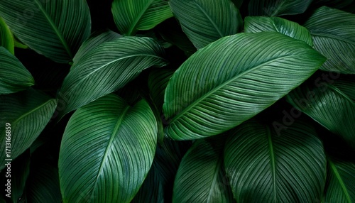 Leaves Of Spathiphyllum With Dark Green Texture
