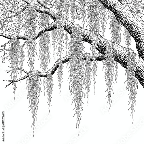 Engraving sketch ink of Spanish moss draping from live oak tree branches, isolated on white background, vintage etching vector illustration art for design
