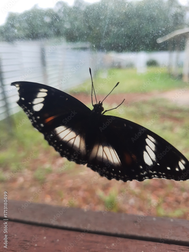 Fototapeta premium black swallowtail butterfly