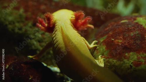 Close up of a mexican salamander axolotl from behind moving his gills underwater