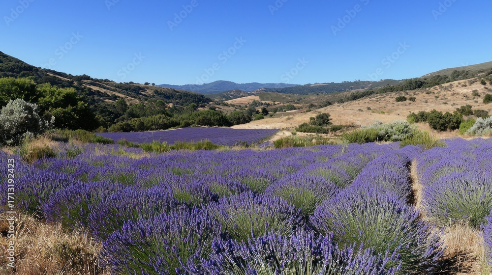 Obraz premium Lavender field in a sunny valley landscape.