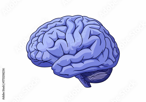 Human Brain Anatomy Detailed Illustration of the Cerebrum and Cerebellum