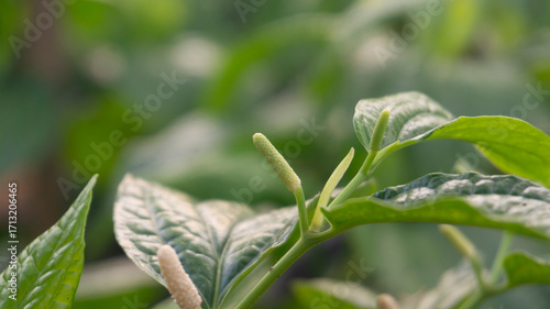 Close-up of Fresh Green Foliage and Budding Plant in Natural Light