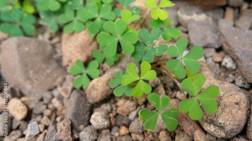 Lush Green Oxalis Leaves on Rocky Ground Close-Up