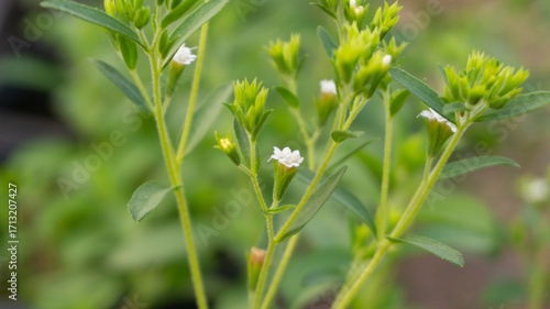 Fresh Stevia Plant in Bloom, Natural Sweetener Source