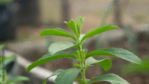 Vibrant Green Stevia Plant Growing in a Garden