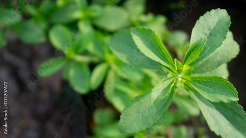 Fresh Stevia Plant Growing in Garden for Natural Sweetener
