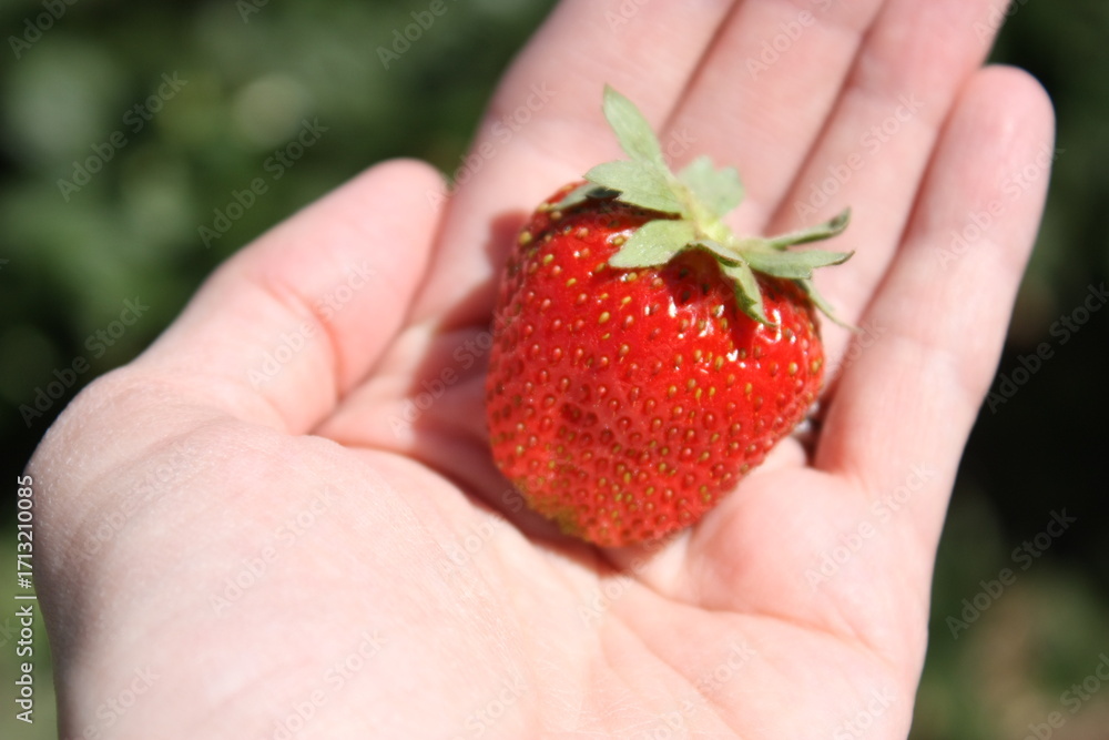 Obraz premium Handpicked strawberry