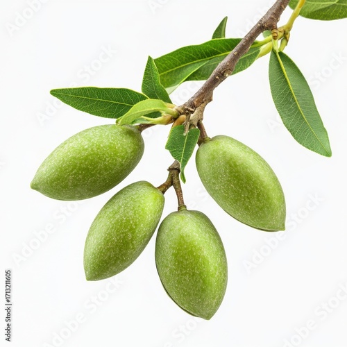 Wallpaper Mural Close-up of fresh green almonds on a branch with vibrant leaves, showcasing nature's beauty. Torontodigital.ca