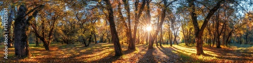Beautiful autumn forest or park hdri panorama with bright sun shining through the trees. scenic landscape with pleasant warm sunshine. High quality