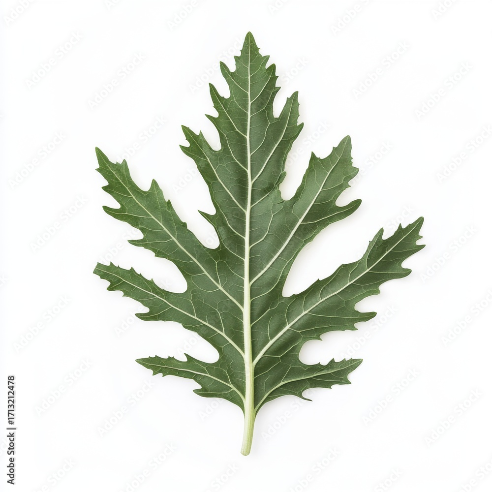 Fototapeta premium A vibrant green papaya leaf with intricate veins against a clean white background.