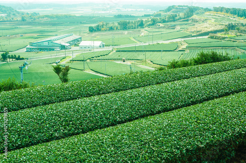 鹿児島知覧の茶畑と広がる田園風景
