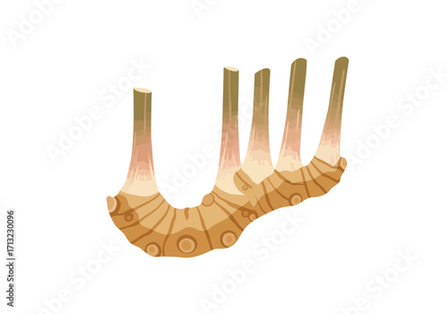 Depiction of a galangal root showing its bulbous segmented rhizome and upright stalks