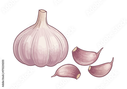 Garlic bulb and cloves illustrated with mauve and white shades