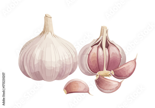 Garlic bulbs one whole and one sectioned with cloves depicted in a watercolorlike style