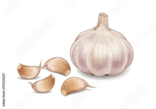 Garlic head with cloves detailed shading shows texture  form