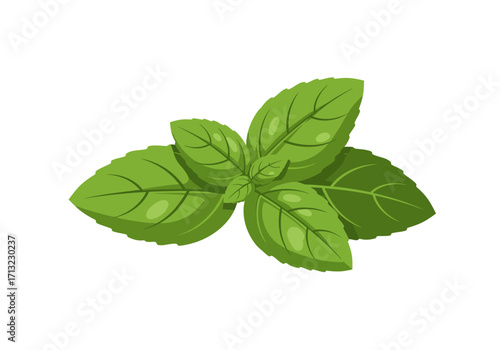 Green basil sprig glossy leaves pronounced veins lush color clustered arrangement