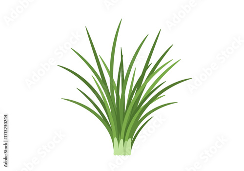 Green bunch of grass with numerous blades a botanical illustration